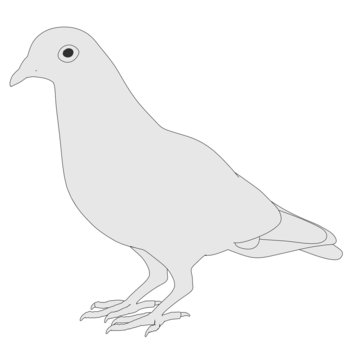 cartoon image of pigeon bird