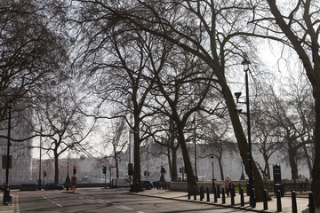 Spring in trees.