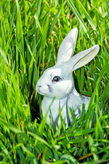 Osterhase, Hase im Gras,