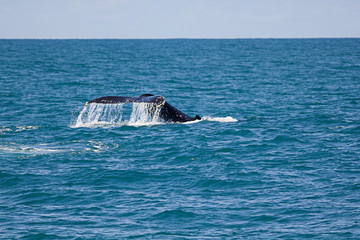 Fototapeta premium Humpback whale tale