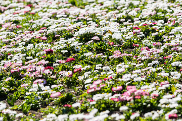 White And Pink Daisies Field Blossom In Spring