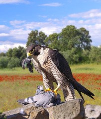 Peregrine Falcon.