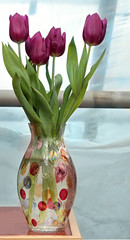 fresh spring tulips in vase