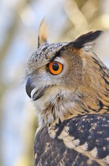 Eagle Owl.