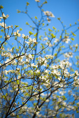 White flowering dogwood tree in bloom in blue sky