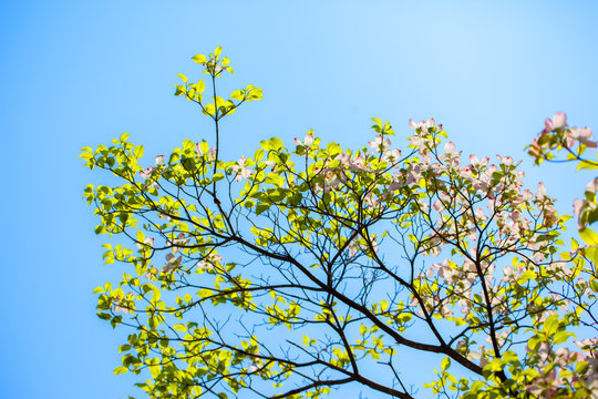 White flowering dogwood tree in bloom in sunlight