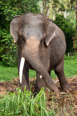 Obraz premium Asian elephant
