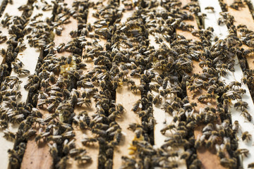 Honey Bees Working