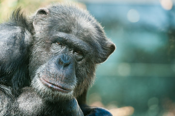 Chimpanzé