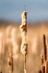 Old open bulrush (Typha latifolia)