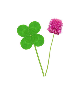 Leaf and flower of clover isolated on white background