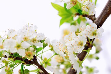 Plum Tree Flower - 63096825