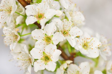 Plum Tree Flower - 63096829