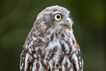 Barking Owl