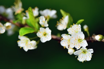 Obraz na płótnie Canvas Plum Tree Flower