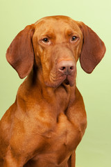 Hungarian or Magyar Vizsla