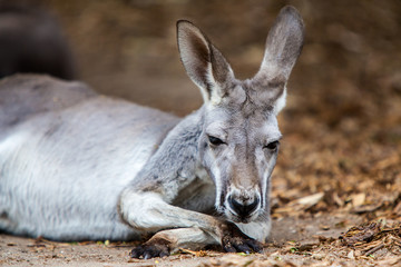 Naklejka na ściany i meble Odpoczynku Kangaroo