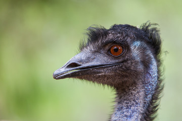 Single Emu