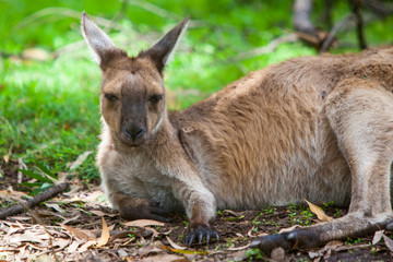 Resting Kangaroo