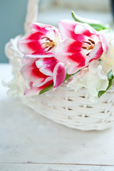 Obraz na płótnie Canvas Tulip flowers in white basket