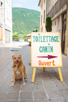 Dog toilet in France