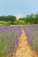 Fototapeta na wymiar Lavender in French drome