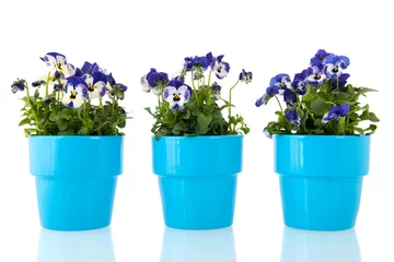 Foto op Plexiglas Viooltjes Blauwe viooltjes bloemen