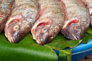 Fresh fish in the market.