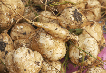 Group of small  white yam in the market.