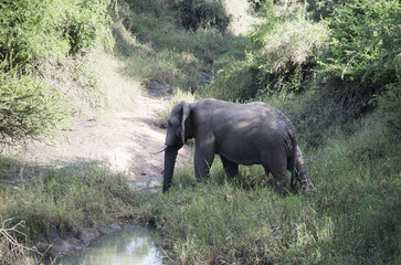 Fototapeta premium big elephant crossing the river