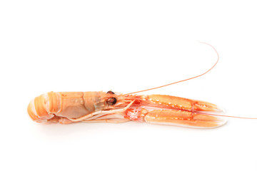 langoustine