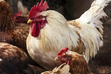 Barnyard Chickens