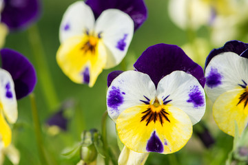 Stiefm&uuml;tterchen