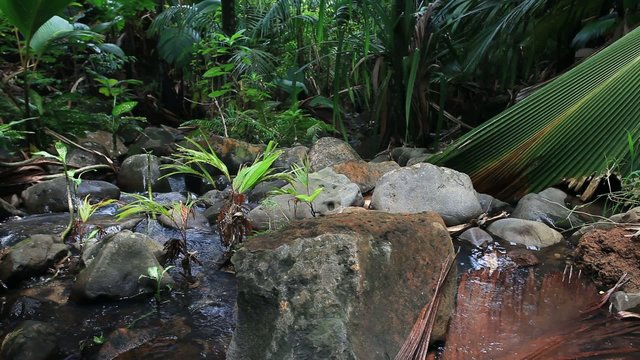 Creek in the Jungle