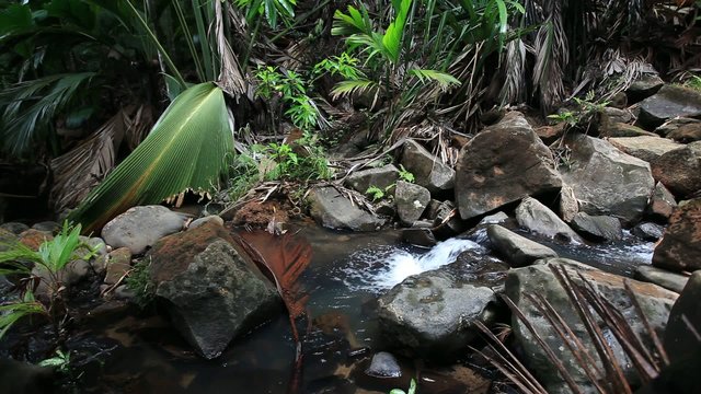 Creek in the Jungle