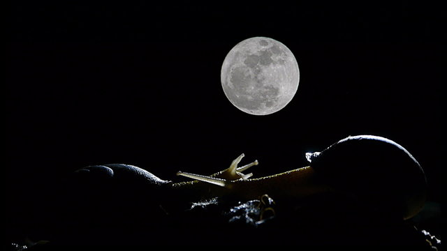 timelapse de caracol con luna llena