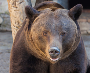 portrait of a cute brown bear