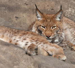 portrait looking lynx