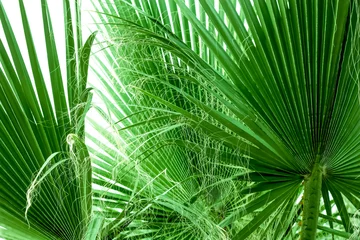 Fotobehang Palm Leaves Background © lidomo
