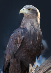 portrait of an eagle on a branch
