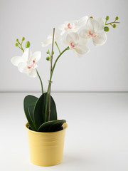 Naklejka premium Artificial orchid flower in yellow pot