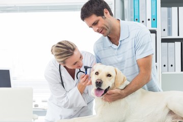 Obraz premium Veterinarian examining ear of dog with man