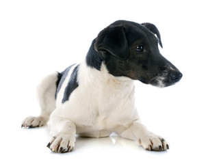 smooth fox terrier