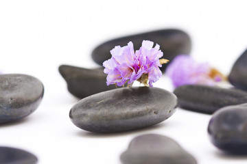 Fototapeta na wymiar violet flower with black stones on white background