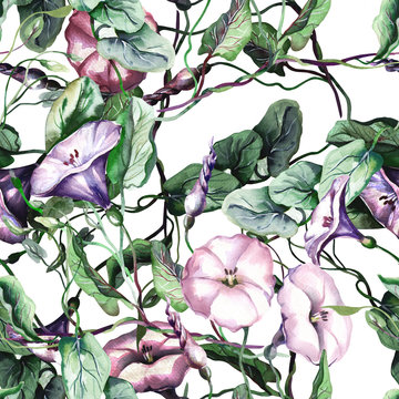 Field Bindweed Seamless Pattern