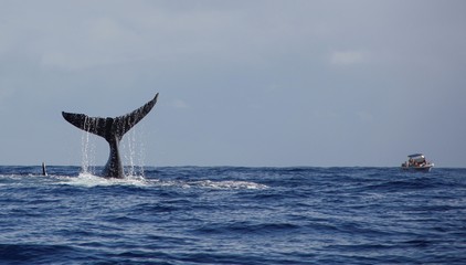 baleine et bateau