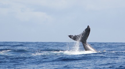 baleine frappant l'eau