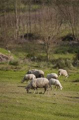 Obraz na płótnie Canvas sheep
