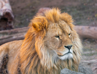 portrait of a cute lion