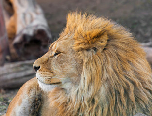 Portrait of a lion close